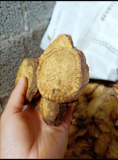 华中药库，湖北恩施马蹄大黄