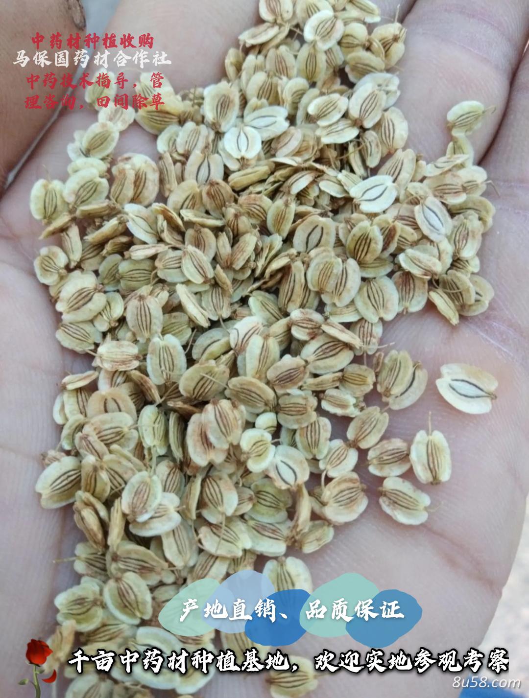 改良白芷籽 改良白芷籽