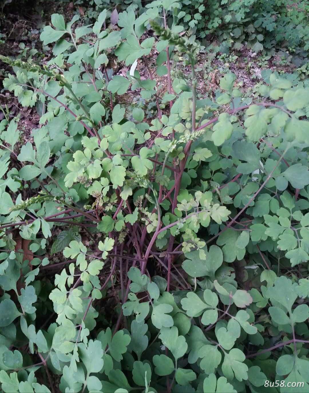 莫雄烈药材：黄莲