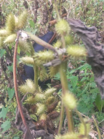 野生苍耳供应