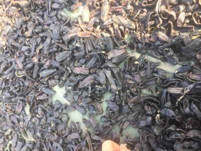 现有水蛭干货欢迎咨询