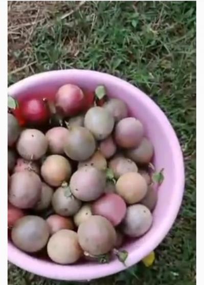 百香果种植生产地