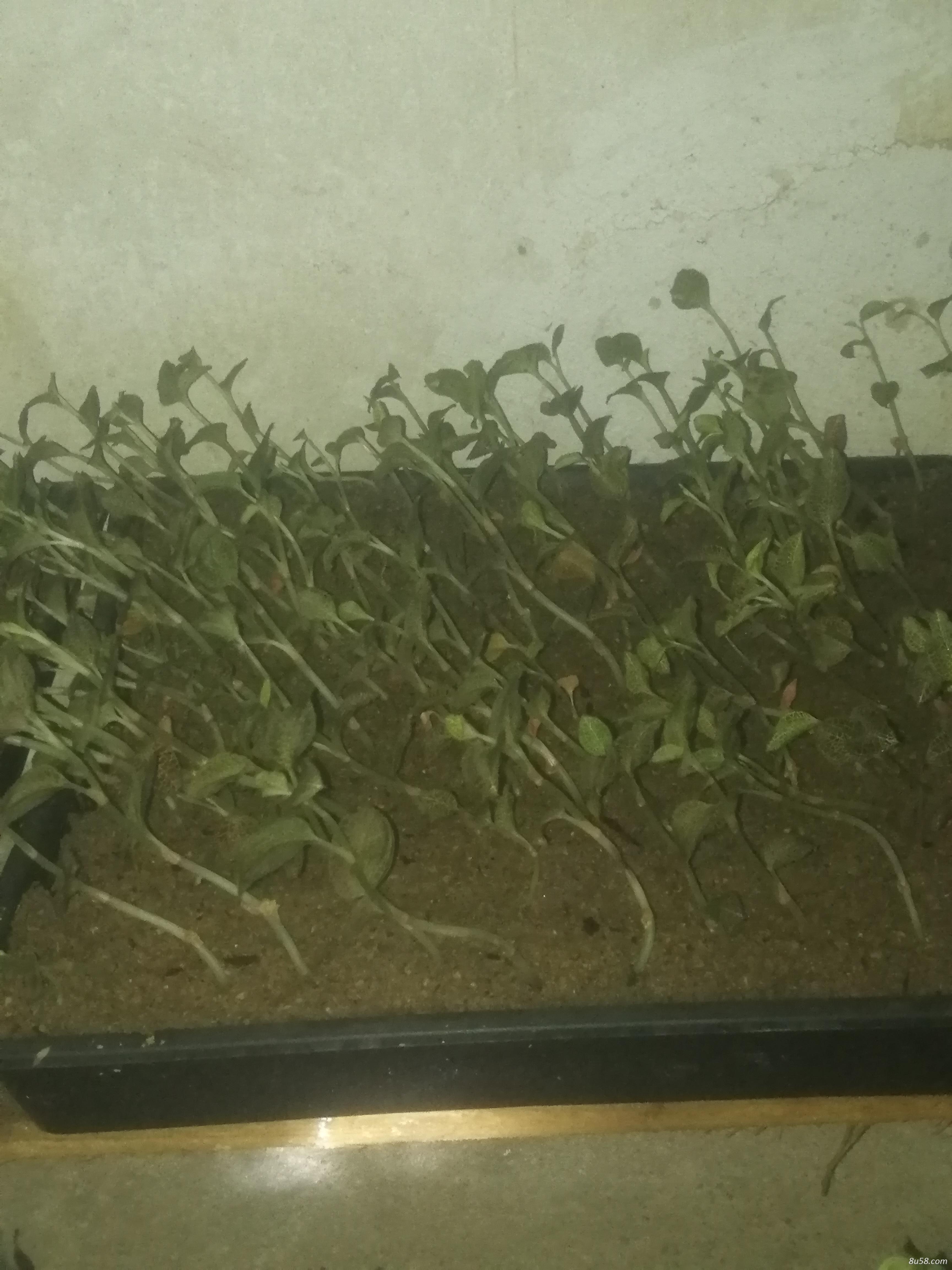个人种植金线莲