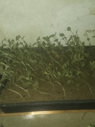 个人种植金线莲