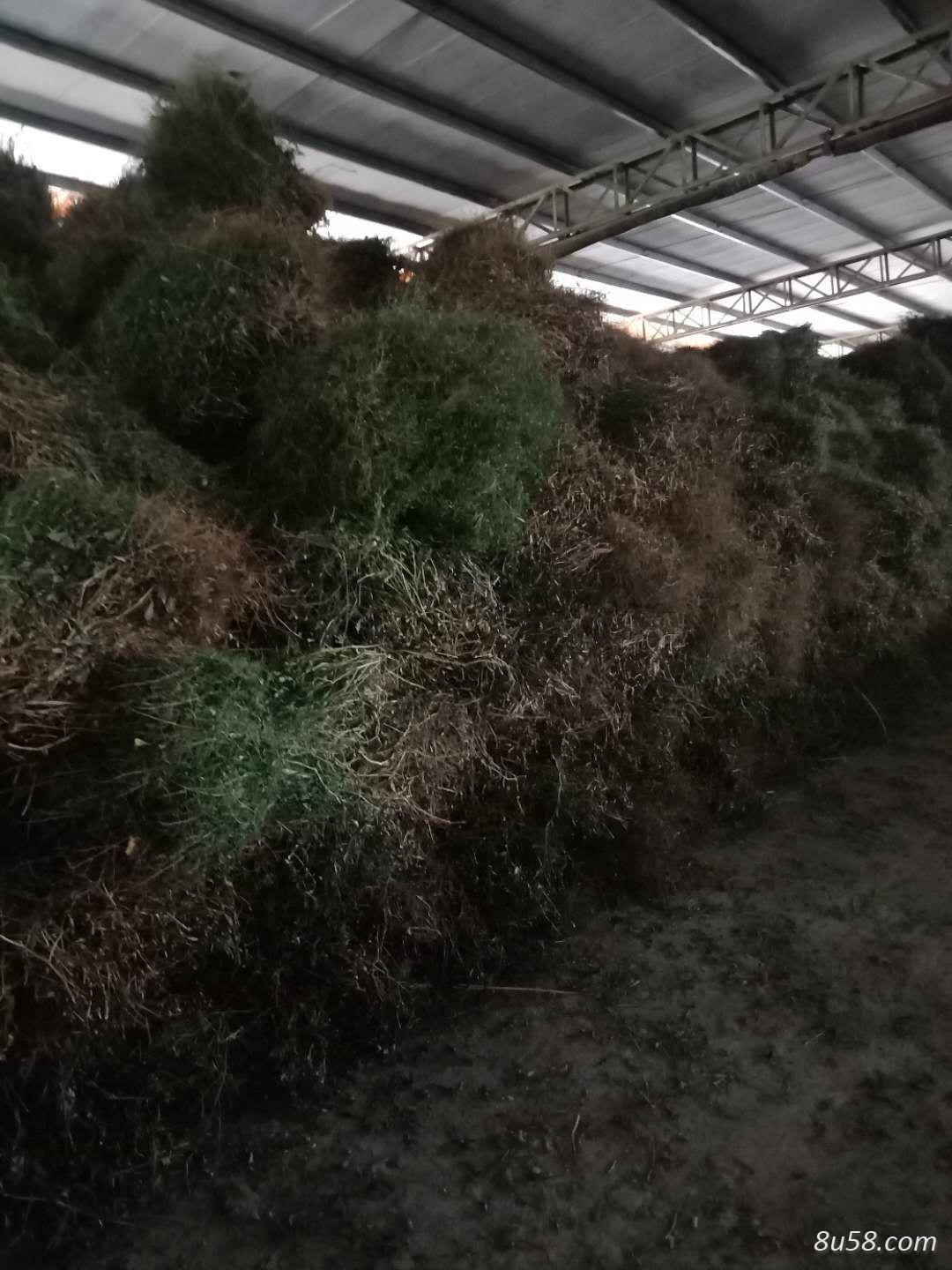 穿心莲，找收货商