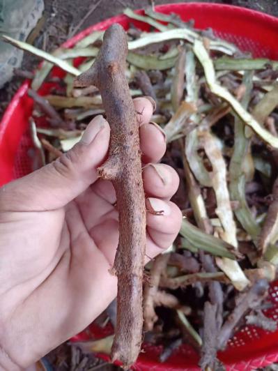 骨碎补