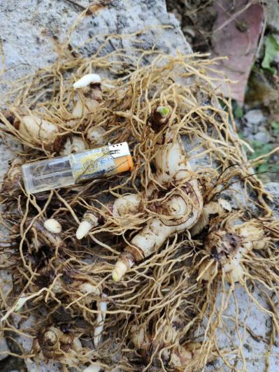 大别山宽叶紫花白及全芽头可实地验货议价