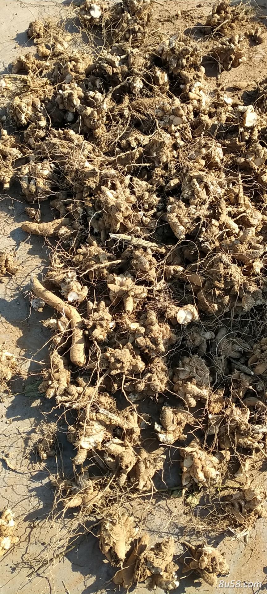 玄参种芽 玄参种芽