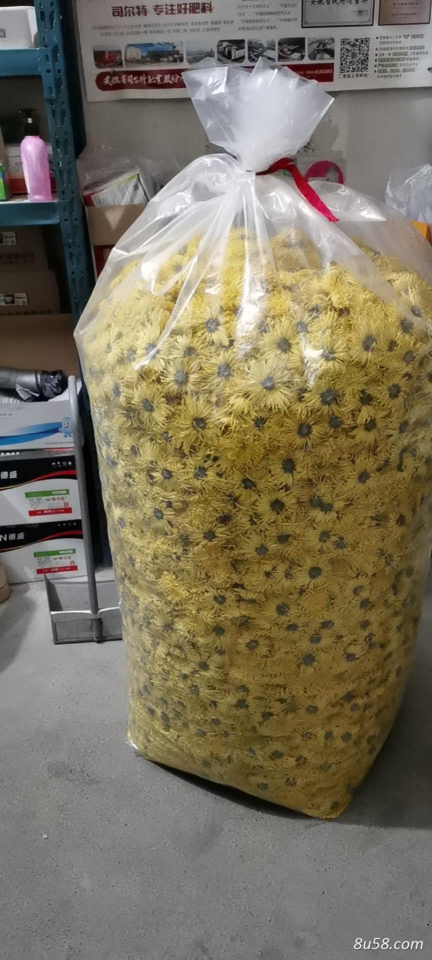 出售安徽贡菊,七月菊,金丝皇菊 出售安徽贡菊,七月菊,金丝皇菊