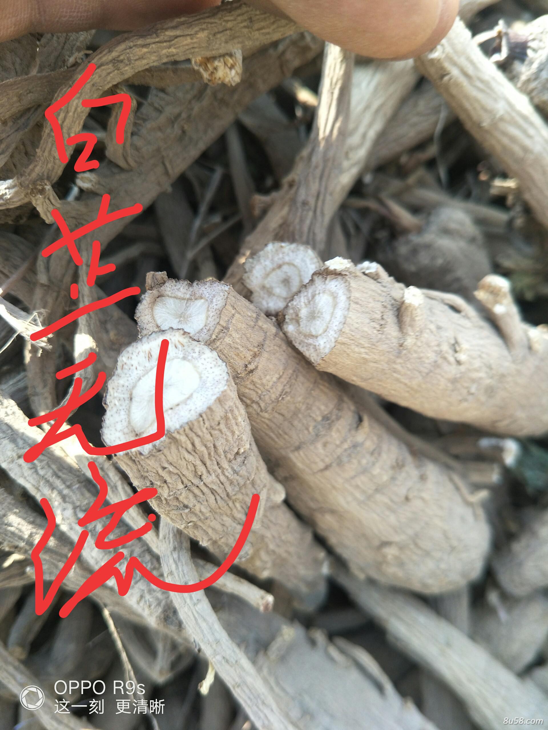 白芷