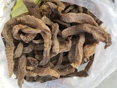 2020年湖北野统天麻