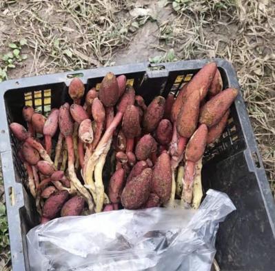 鹿仙草一手供应
