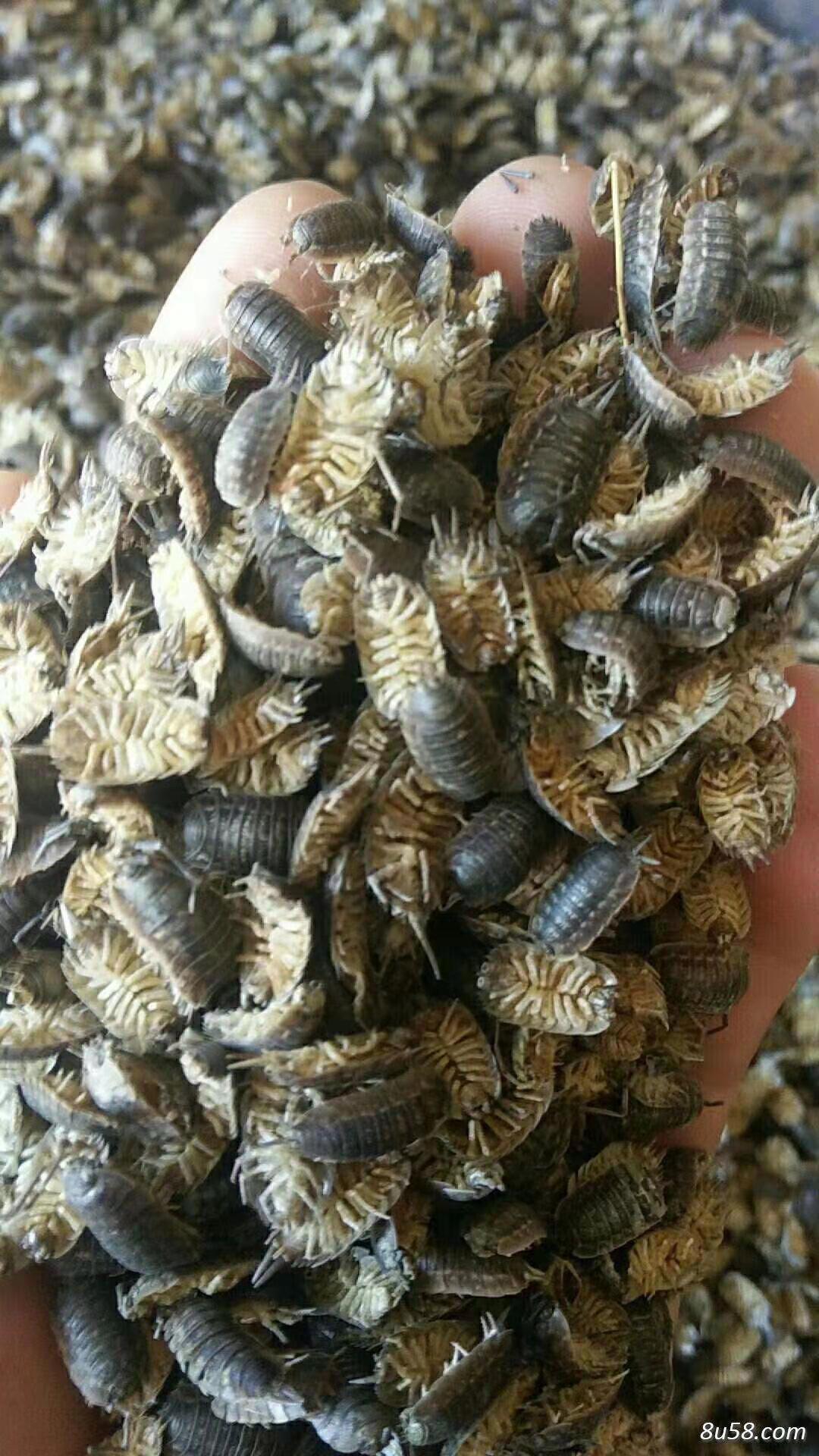 卖鼠妇虫干货