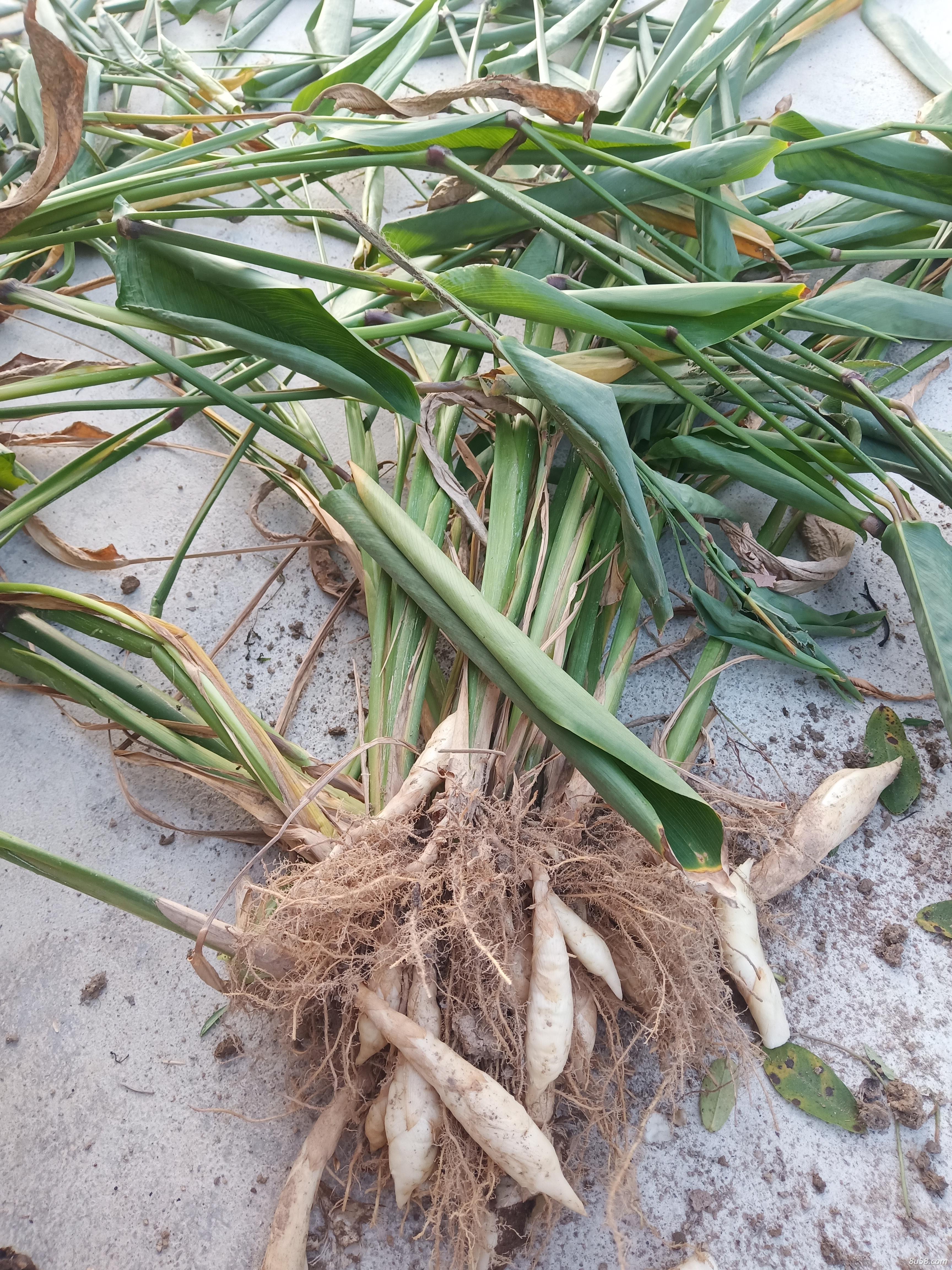 本地名称白玉竹