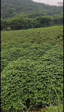 广霍香正宗广霍香