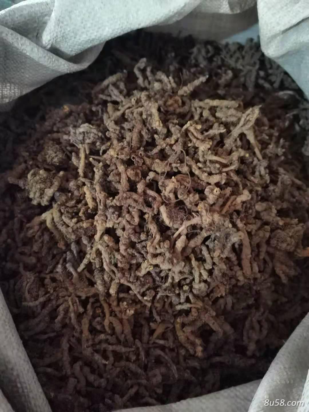 黄连出售批发零售