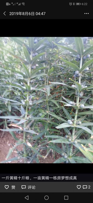姜形黄精：又名鸡头黄精