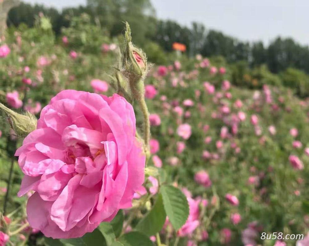 大马士革玫瑰苗木,绿化工程庭院种植观花绿植 大马士革玫瑰苗木,绿化工程庭院种植观花绿植