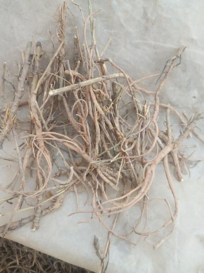 甘肃长头小柴胡药厂货出售20吨