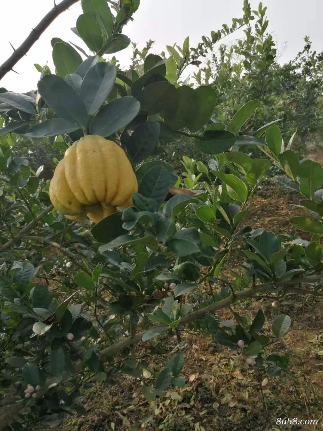 四川中药材种植川佛手种苗出售
