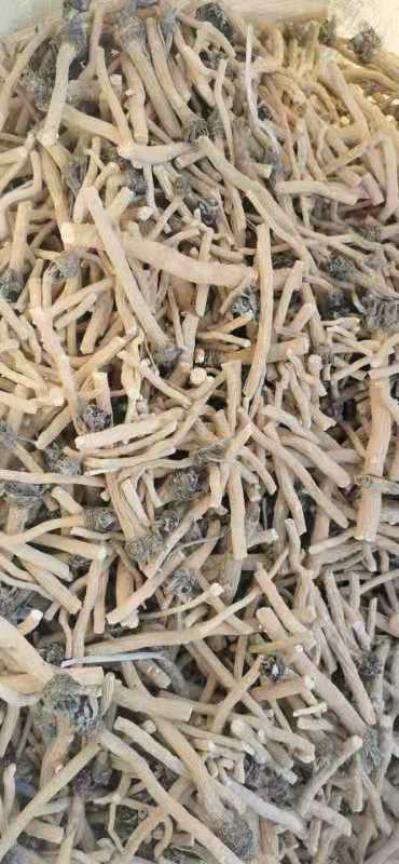 收购大货板蓝根干货，统货，药厂货，切片货