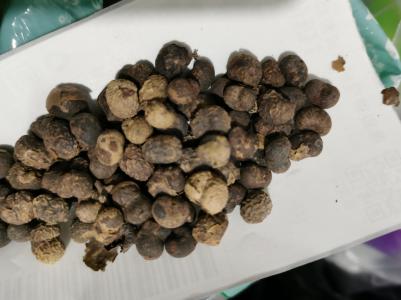 庵闾子别名是什么  庵闾子怎么读 去哪买庵闾子价格多少