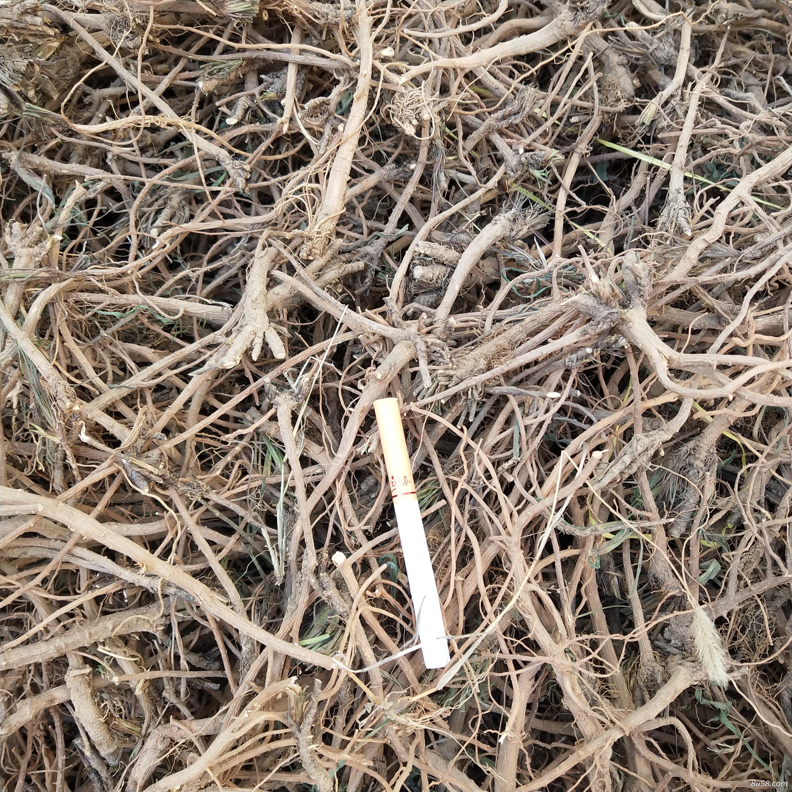 能切片的山西柴胡