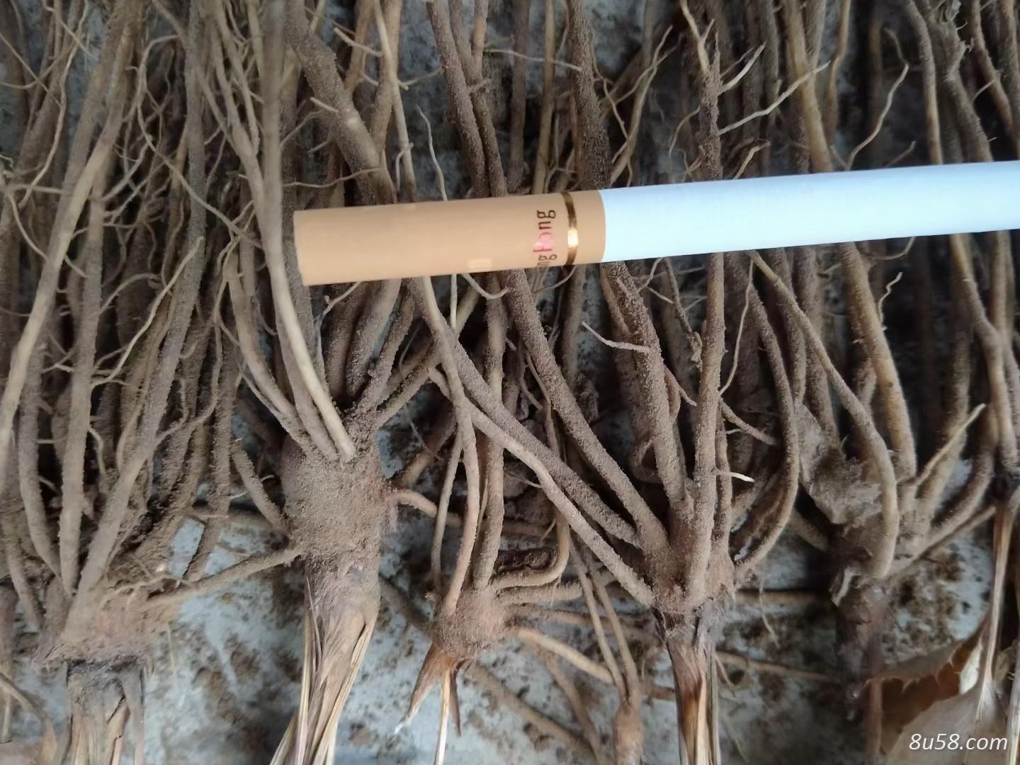 河北承德纯野生芽头移栽一代朱砂点苍术种子,种苗。 河北承德纯野生芽头移栽一代朱砂点苍术种子,种苗。