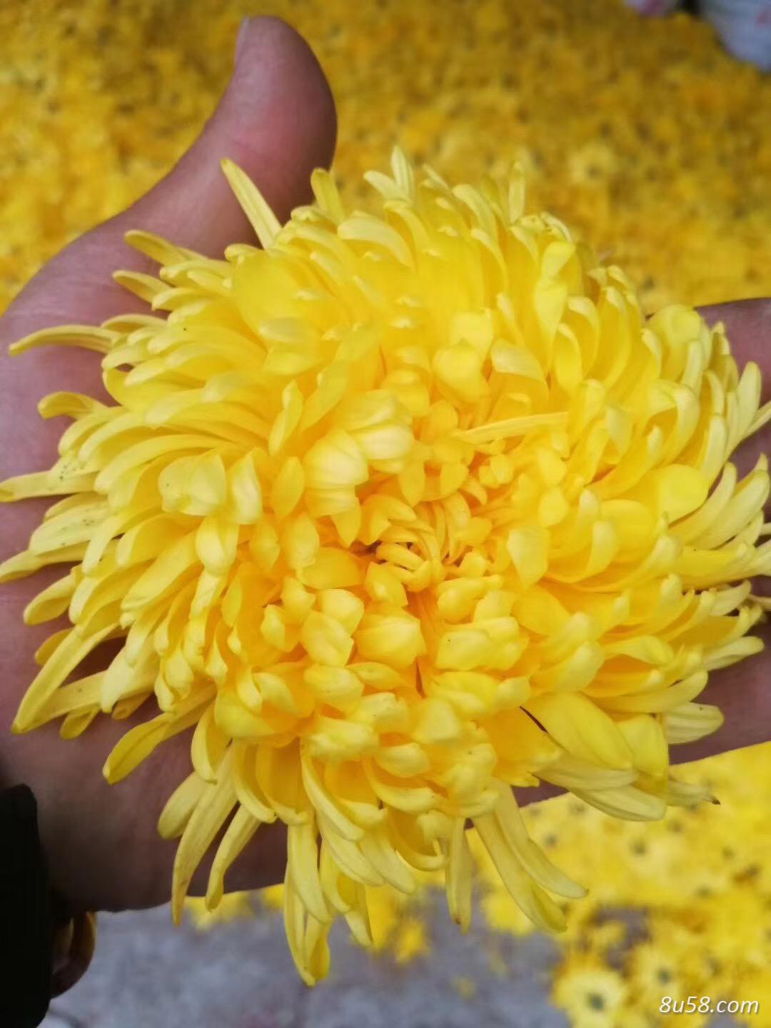 太行金丝皇菊