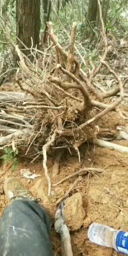 大量乌药 金刚刺 等