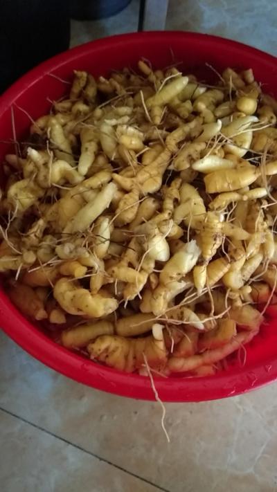 海拔3600至4000米的藏黄精有人要吗？
