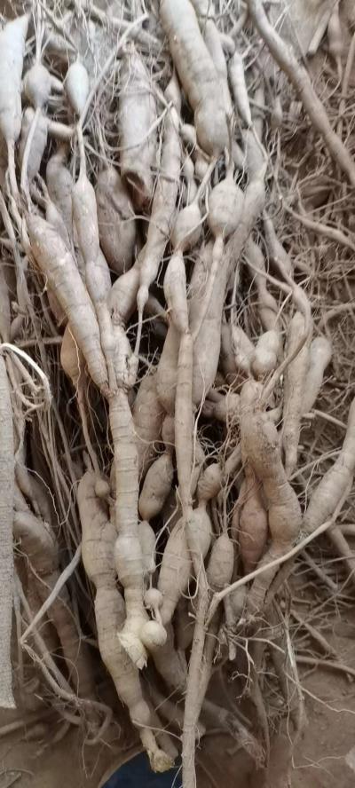 牛大力