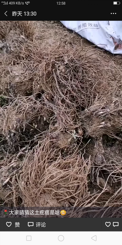 苍术种,才挖的有需要的联系我