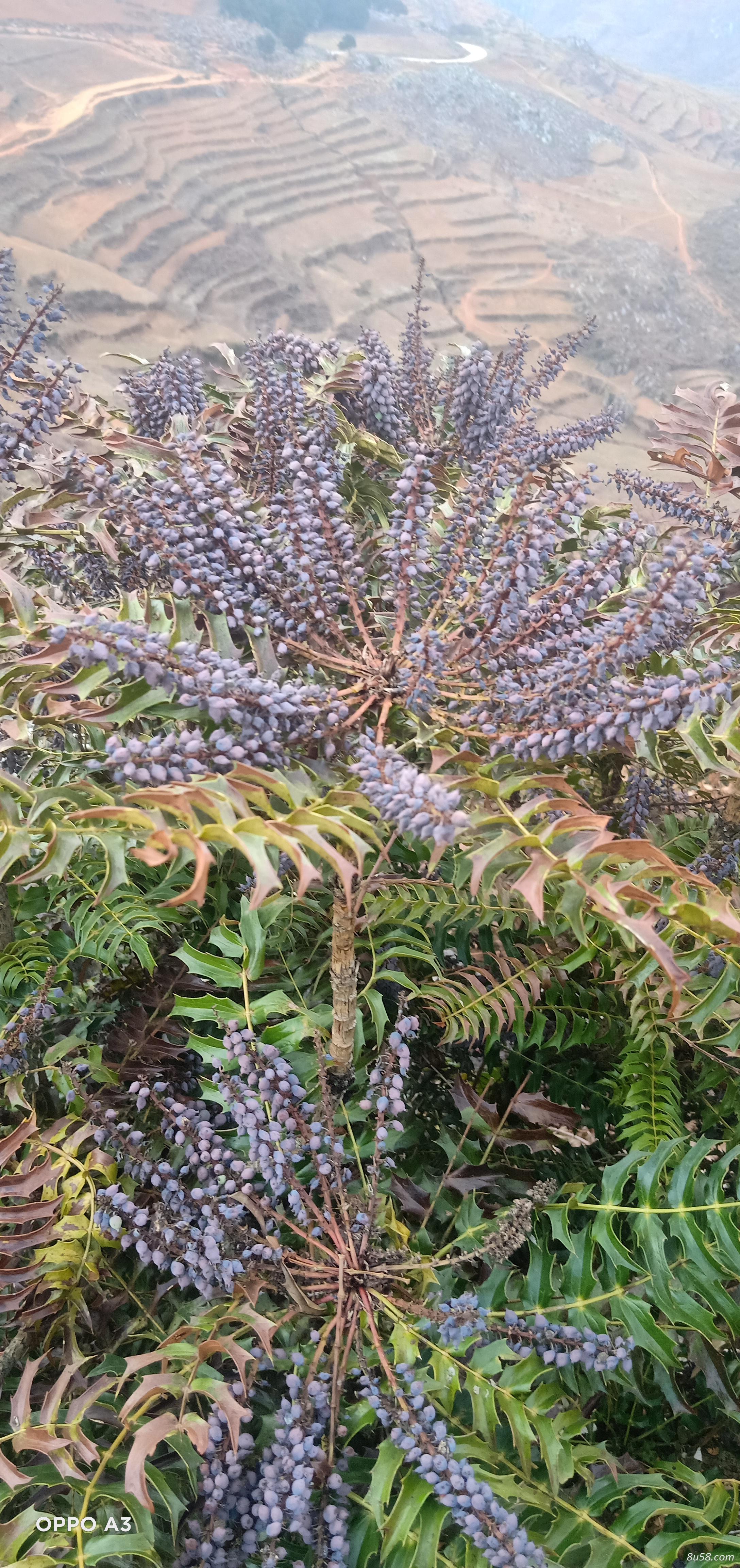 十大功劳,黄天竹,土黄柏,刺黄柏 十大功劳,黄天竹,土黄柏,刺黄柏