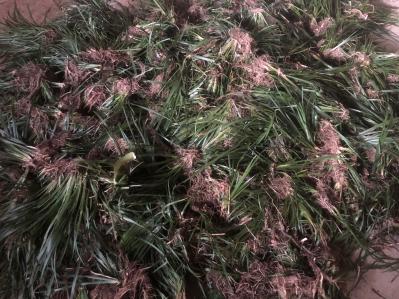 石菖蒲，价格从优