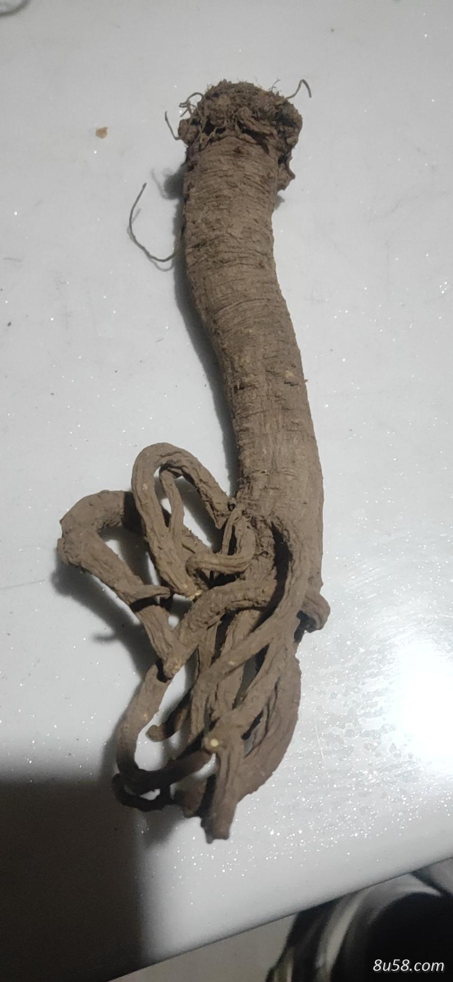 甘肃华亭纯干柴独活1吨，欢迎询价
