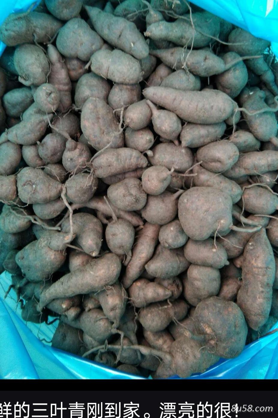 我处有大量的三叶青干、鲜果‘销售