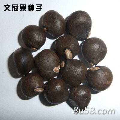 供应文冠果文冠果产地敬爱个批发零售