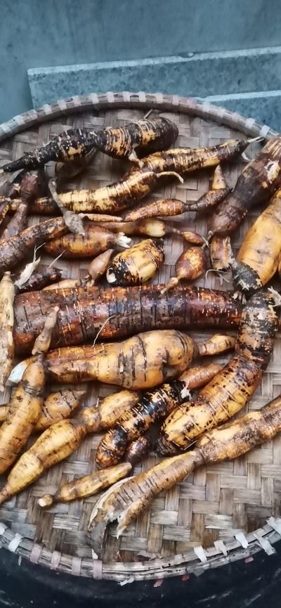 石山地区挖下来的野生牛
