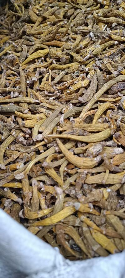 虎牙石斛  新鲜芽条  大量供应