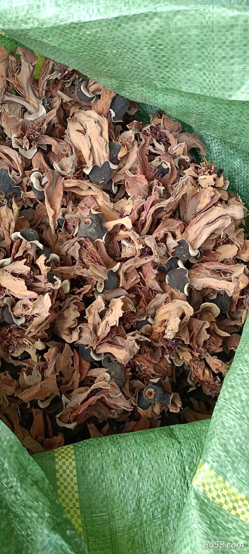 木棉花