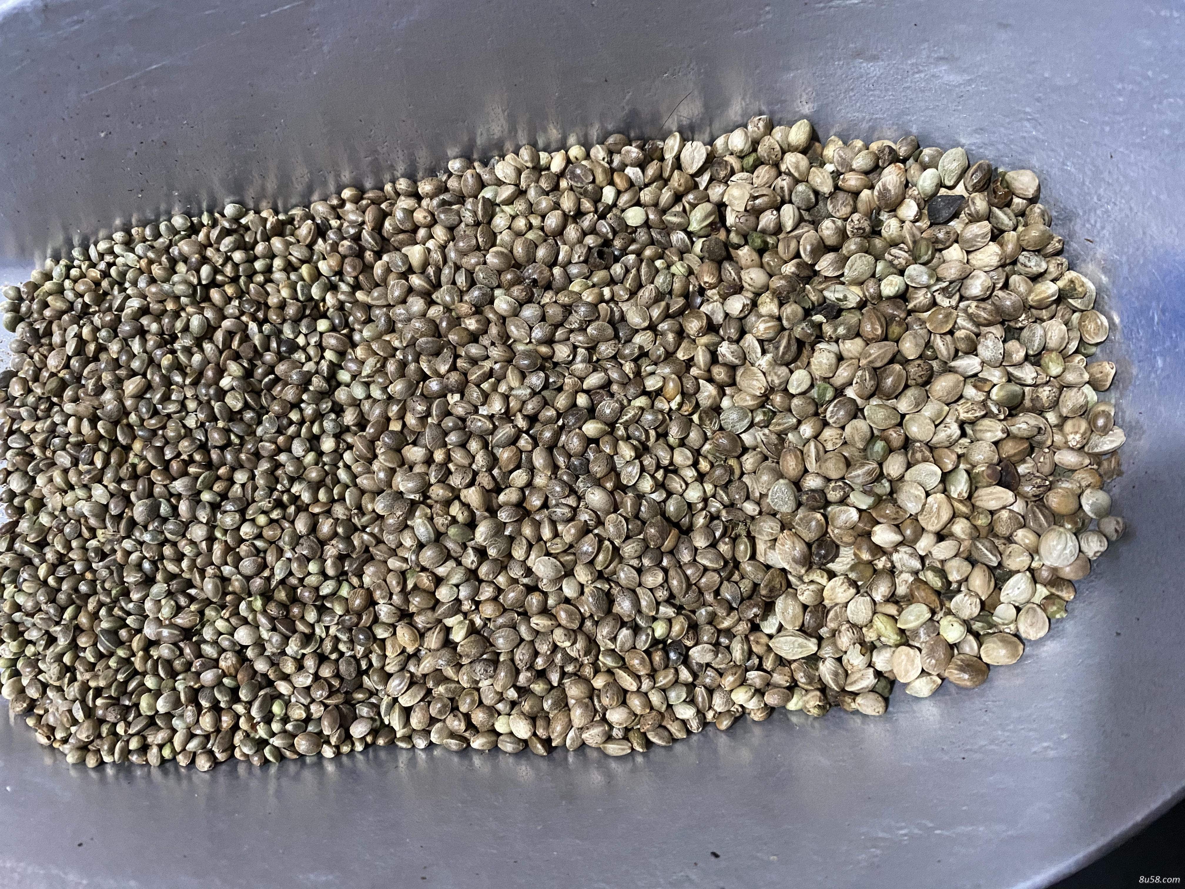 新火麻仁大中小规格齐全净货50吨