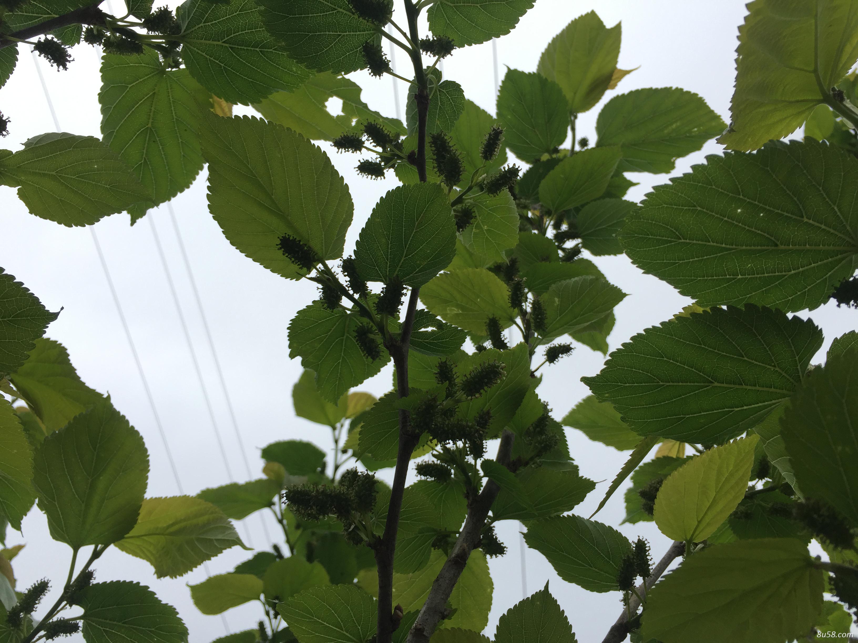 新鲜桑叶现摘现发,大量接单 新鲜桑叶现摘现发,大量接单