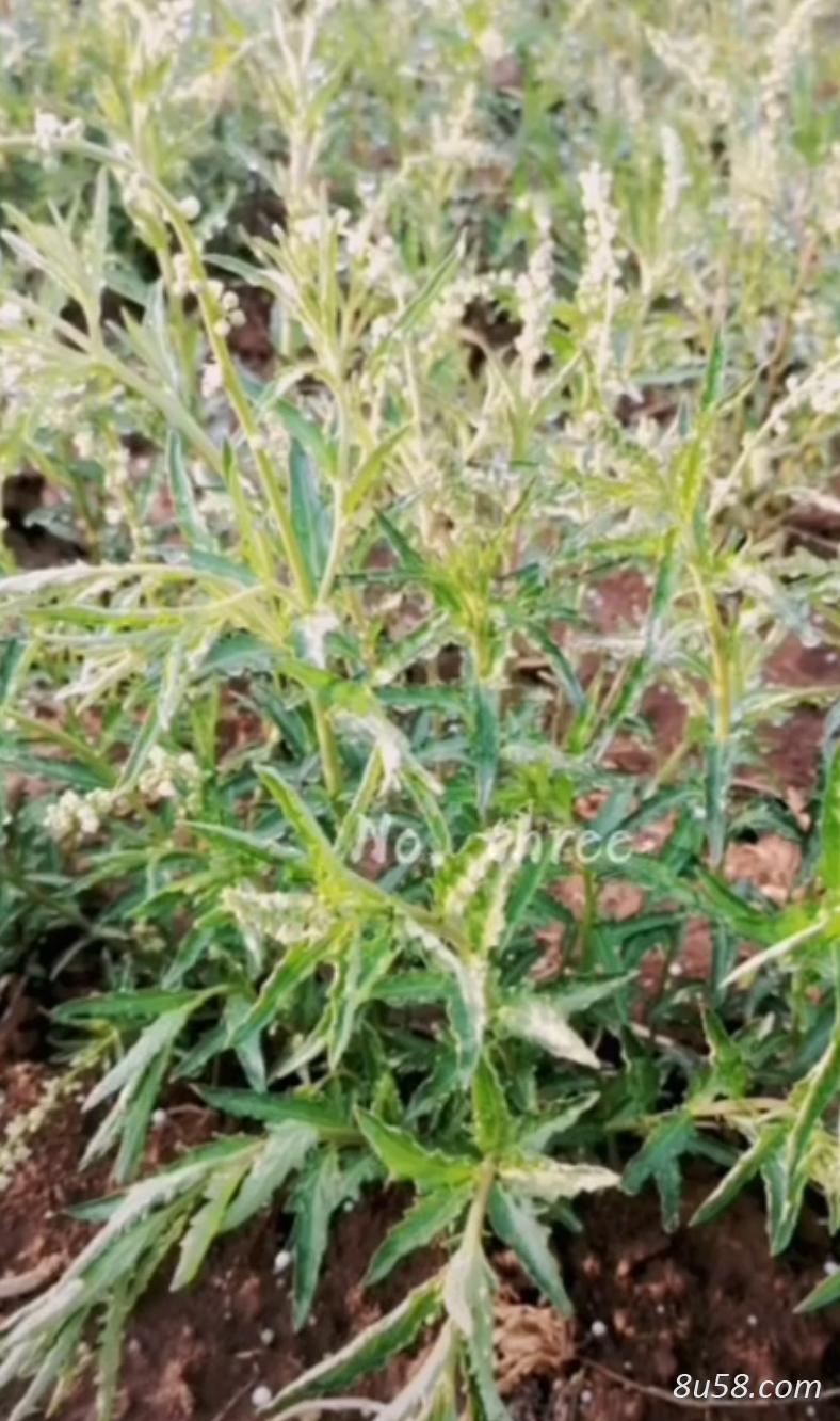 珍珠透骨草