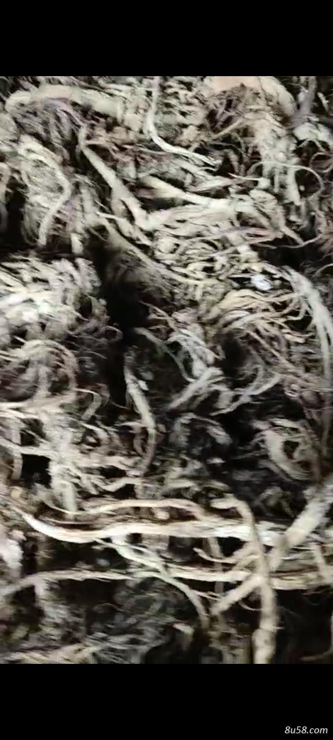 家里有独活出售