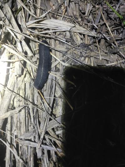 野生鼻涕虫