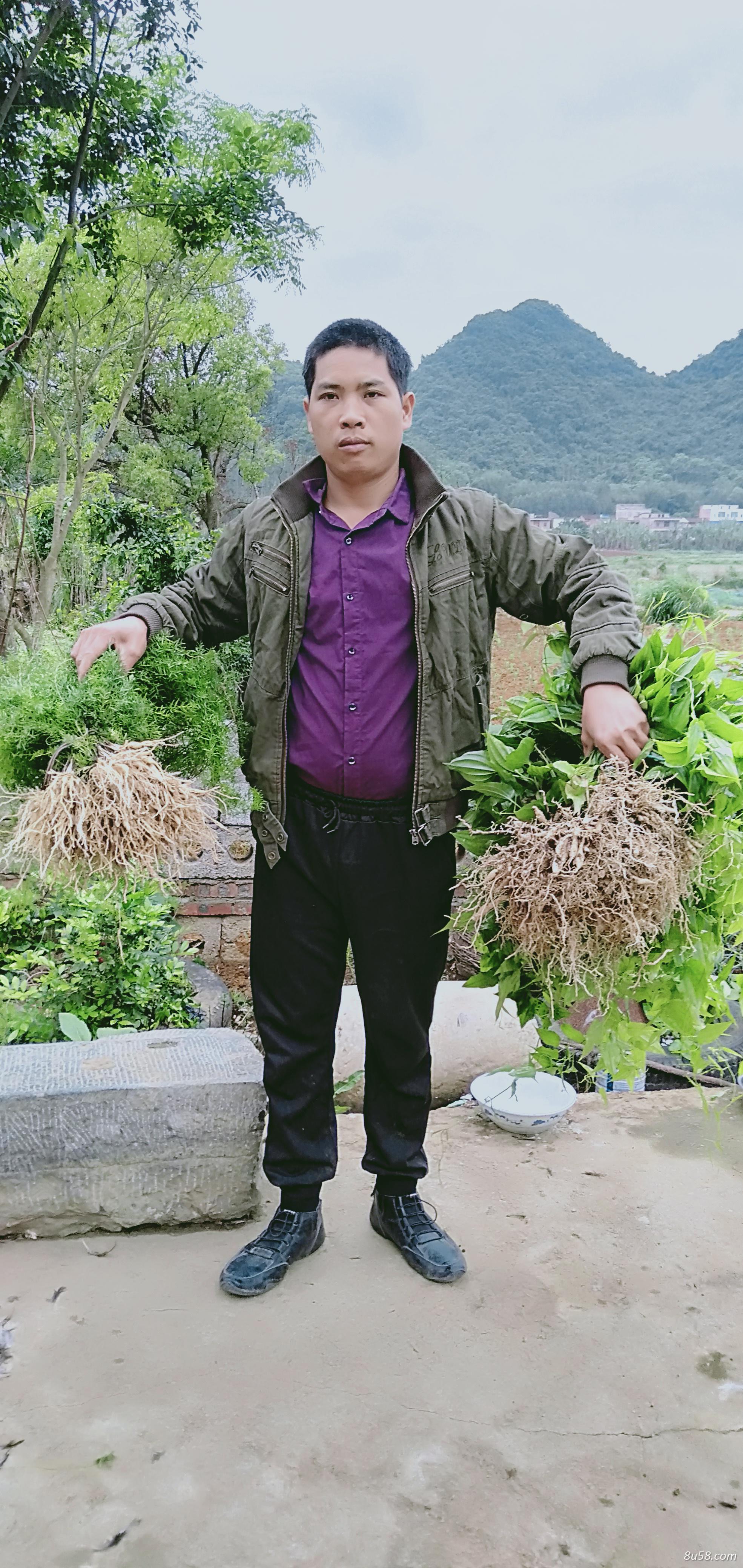 对叶百部苗