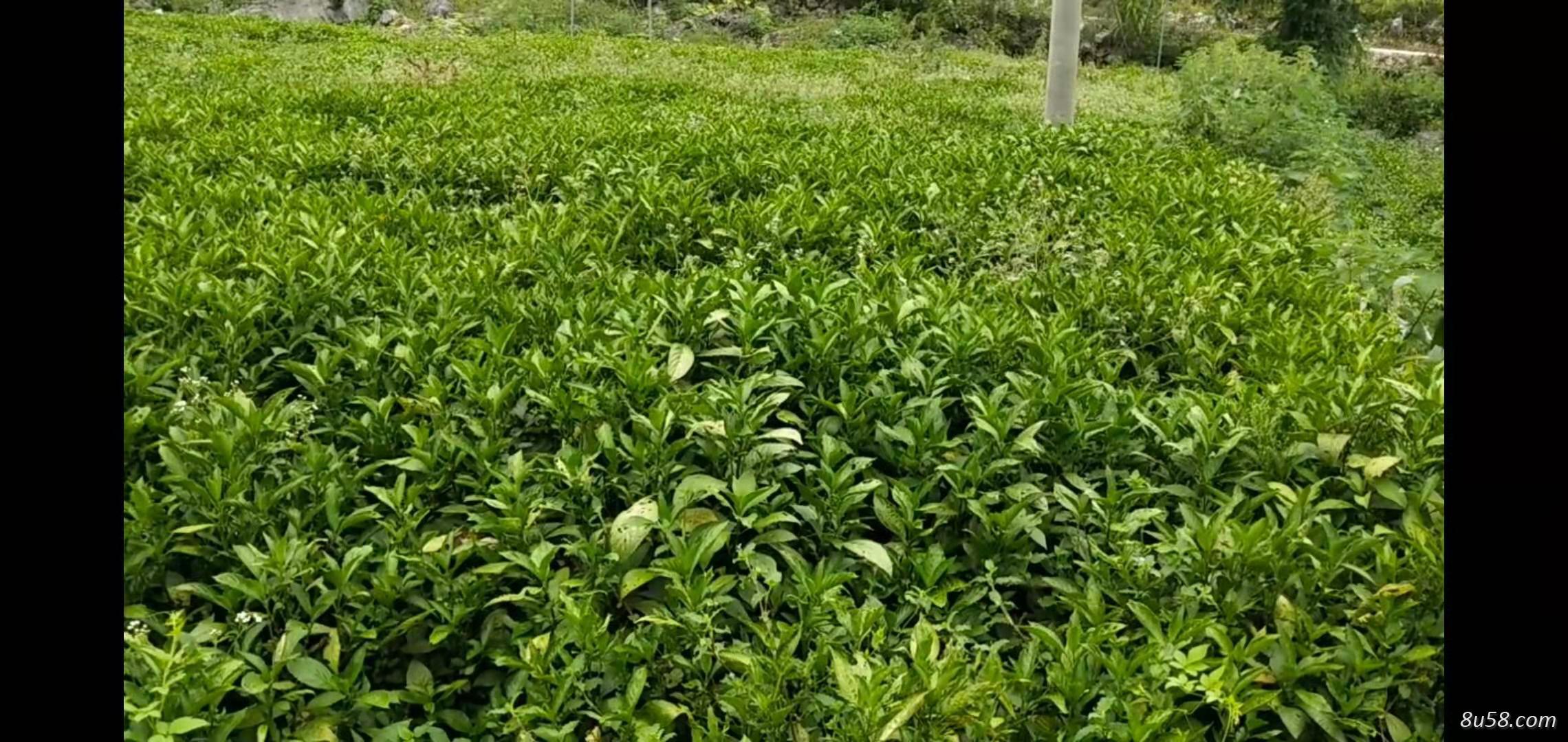 大量出售南板蓝根种苗