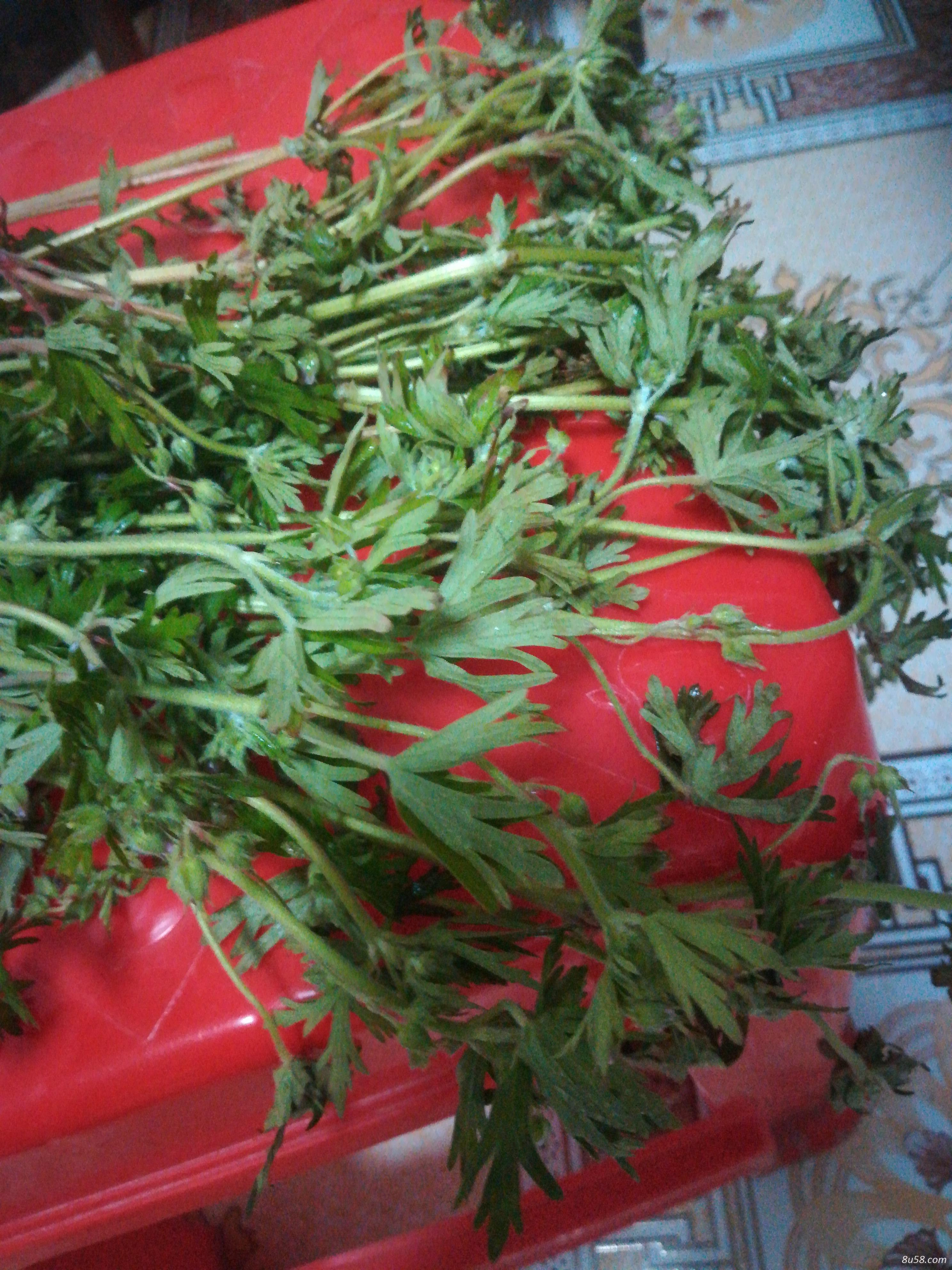 出售老鹳草