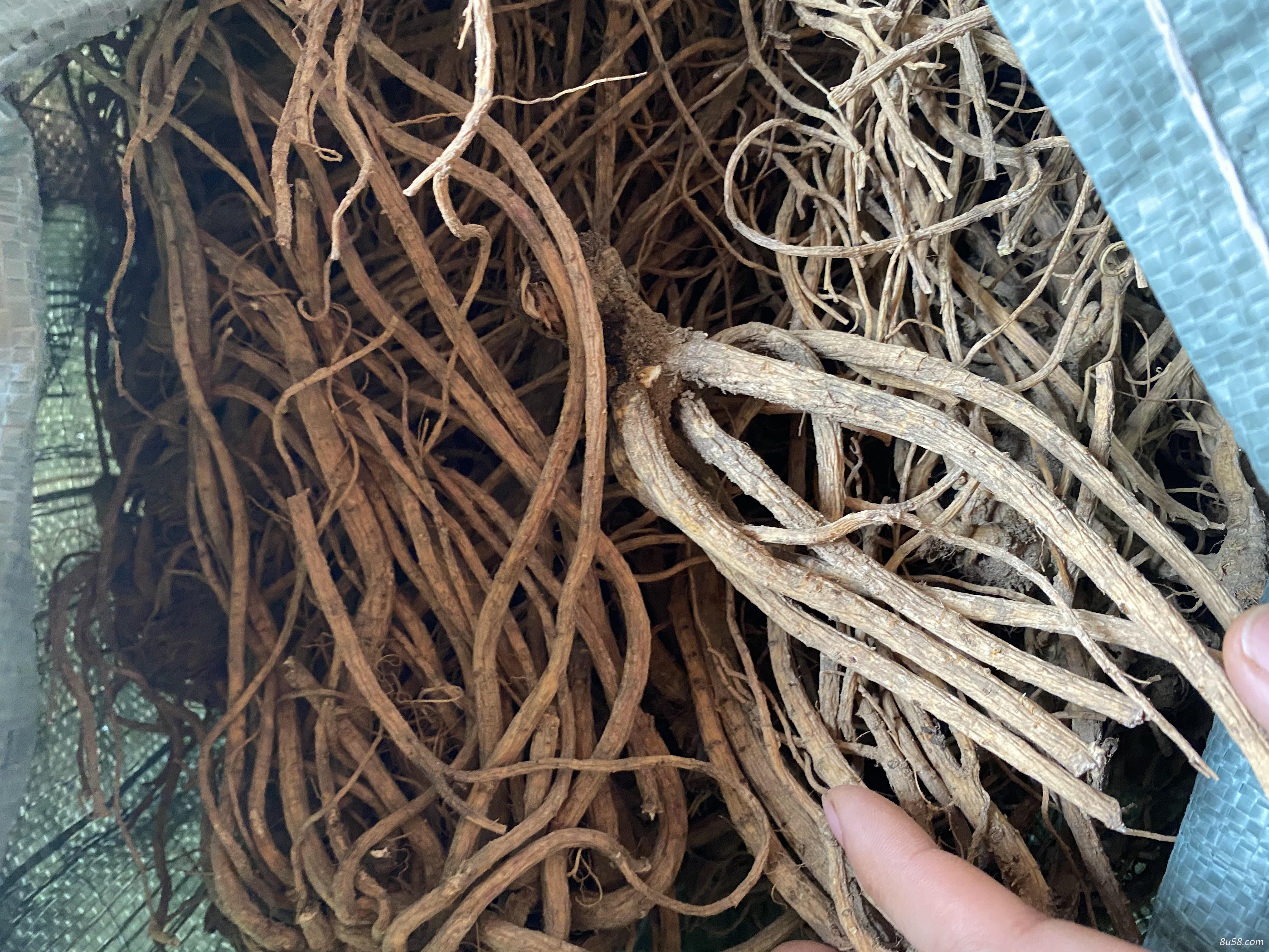 百花前胡，包含量，不抱含量都有